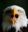 bald eagle portrait