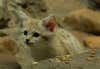 The sand cat is the most impossibly adorable cat species on the planet. It's a tiny little sand-colored creature, the only cat to survive in the true desert. Most cats are hot-weather animals, but the sand cat lives in the damned Sahara Desert. It's very small, with a comparatively large head, large feet, and large ears. That may not sound cute but OH MAN IT REALLY IS. The sand cat hunts all kinds of little mammals that also make their home in the desert--jerboas, gerbils, that kind of thing--as well as some small birds and reptiles. It's uniquely evolved to handle the environment, capable of lasting <em>months</em> without drinking water, and their feet have lots of fur on the underside to prevent them from getting scalded on the hot desert sand. <strong>What it'd say about the OS:</strong> What? Oh, um, I dunno. Look at that cat!