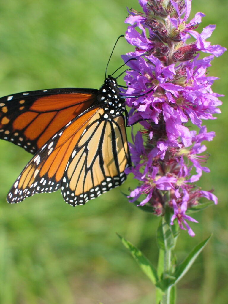 Purple loosestrife seen with a monarch butterfly at Minute Man National Historical Park.