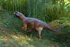 Psittacosaurus' pet-sized dino body