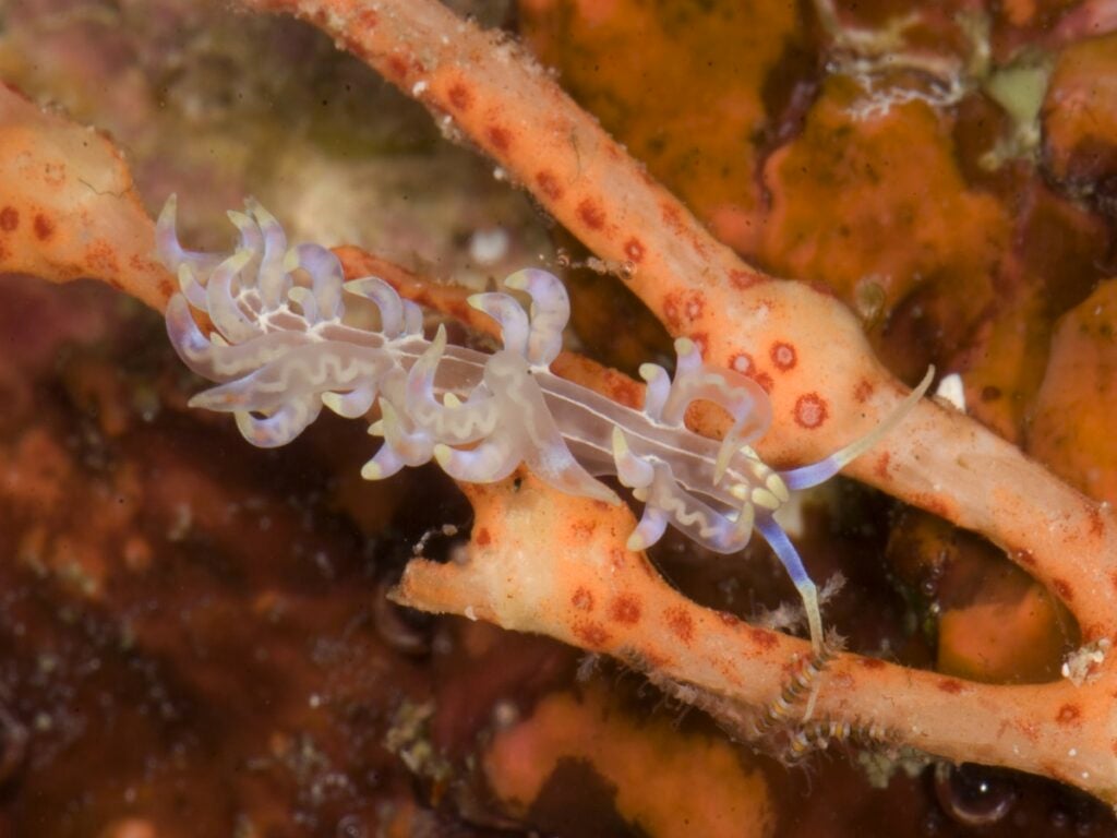 photo of a translucent, shiny, many-branched slug on a piece of coral