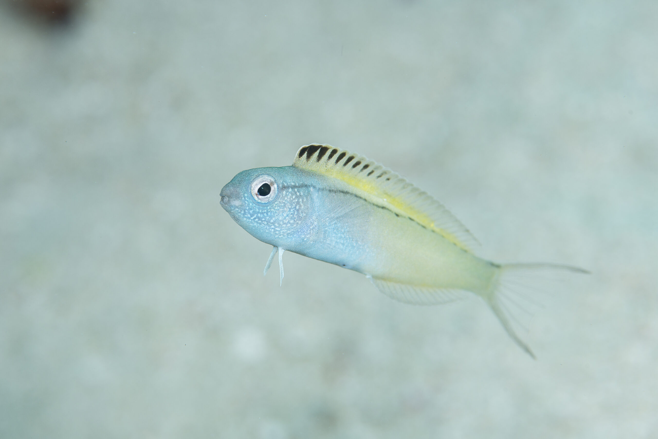 This fish basically gives its enemies heroin