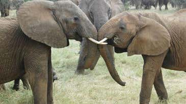 Elephant Social Networks Remain Strong In The Face of Poaching