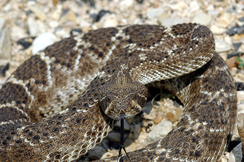 In First Clinical Trial, Unemployed Rattlesnakes Find Work as Cancer-Fighters