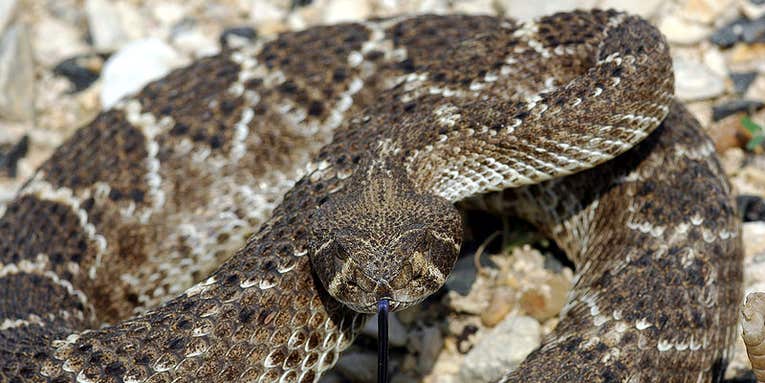 In First Clinical Trial, Unemployed Rattlesnakes Find Work as Cancer-Fighters