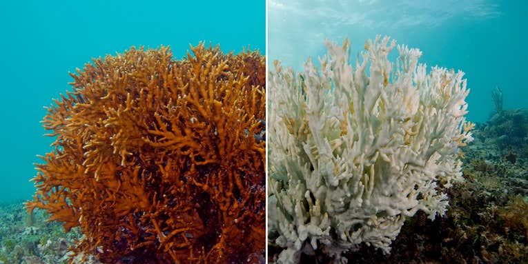 The World’s Coral Is Experiencing A Massive Bleaching Event