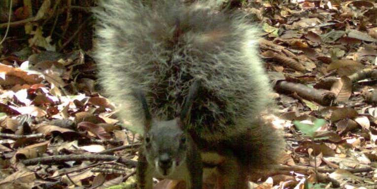 This Squirrel Breaks Record For Tail Size… And May Eat Deer’s Hearts