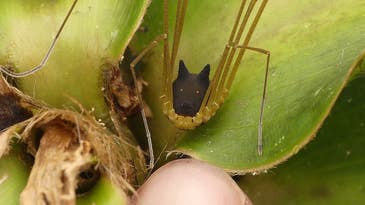 MEGAPIXELS: This strange creature isn’t a spider or a dog, but it sure looks like both