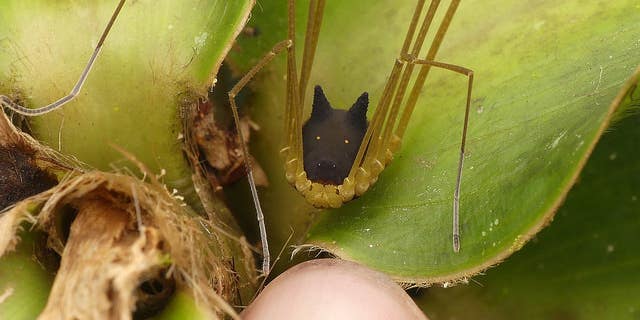 MEGAPIXELS: This strange creature isn’t a spider or a dog, but it sure looks like both