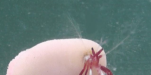 These hermit crabs shack up inside living coral instead of mere shells
