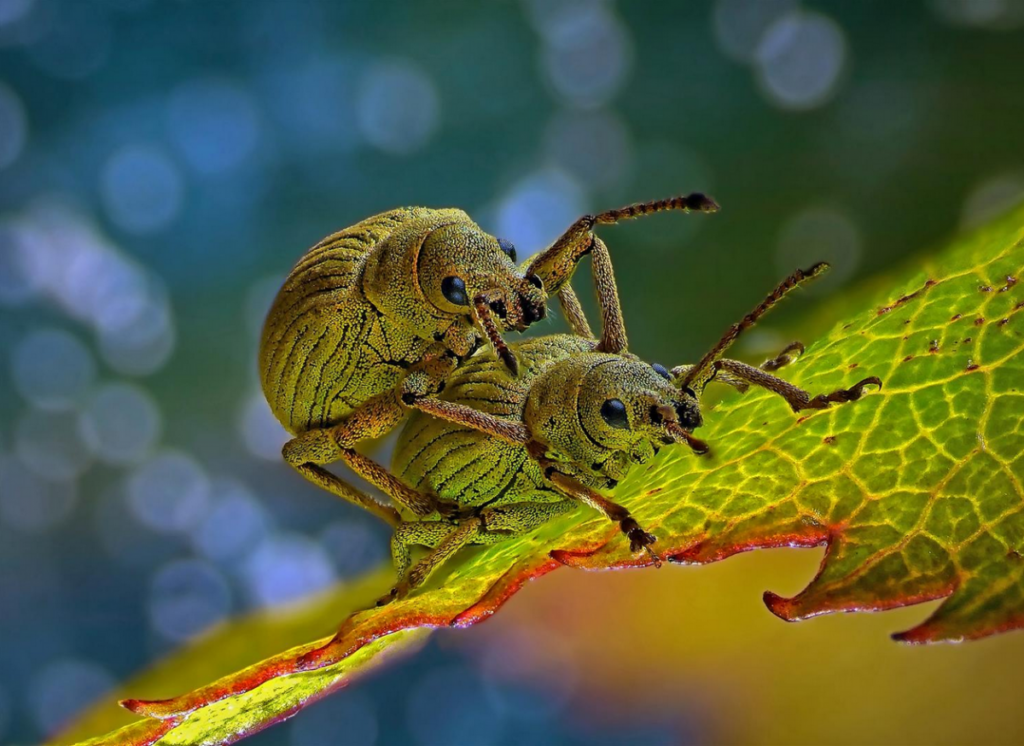 These weevils took fourth place the Olympus BioScapes Digital Imaging Competition this year. Check out the other winners <a href="http://www.olympusbioscapes.com/gallery/year/2014/">here</a>. <a href="https://www.popsci.com/galactic-gas-jets-howling-heat-wolves-and-other-amazing-images-week-0/"><em>From December 20, 2014</em></a>