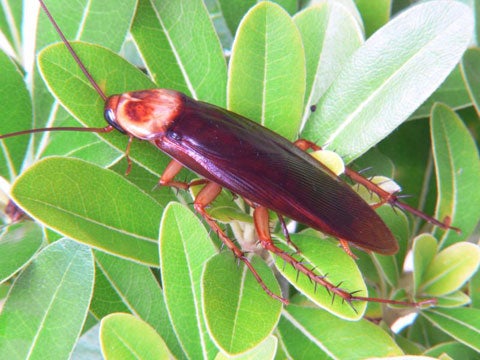 red roach on green leaves