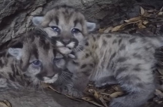 Biologists found two mountain lion kittens inside a den in the Santa Monica Mountains last month and tagged the cubs with GPS trackers, Discovery News <a href="http://news.discovery.com/animals/mountain-lion-kittens-turn-up-in-santa-monica-mountains-160115.htm">reported</a>. They've been tracking the cubs' mother since she was a cub, as well as other mountain lions in the area since 2002.