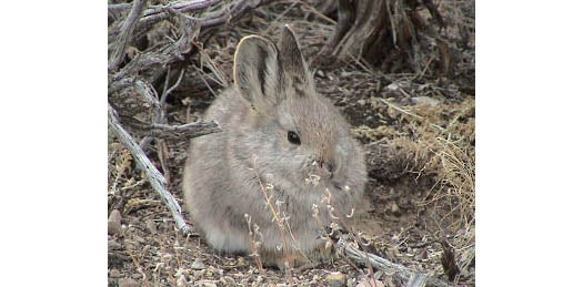 Closeup of the Pygmy rabbit