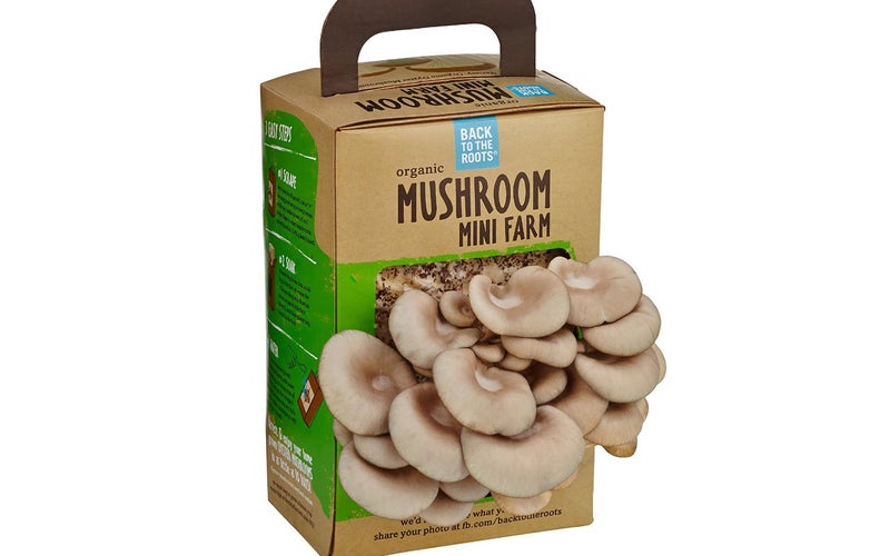 mini mushroom farm package