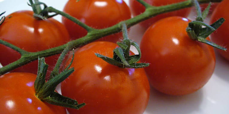 Better Tomatoes Via a Fertilizer of…Human Urine?