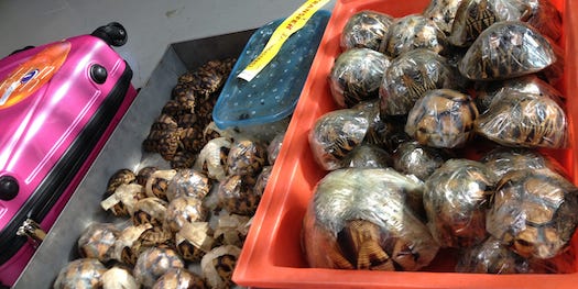 Man Caught Smuggling More Than 10 Percent Of An Entire Species