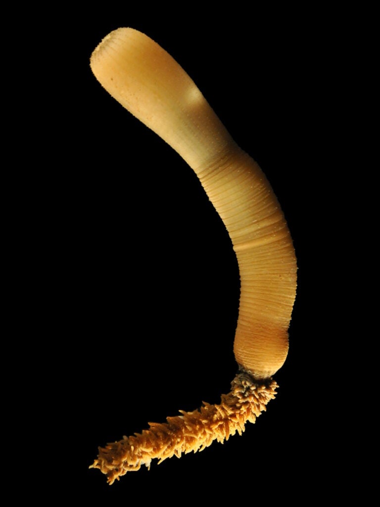 Modern penis worm