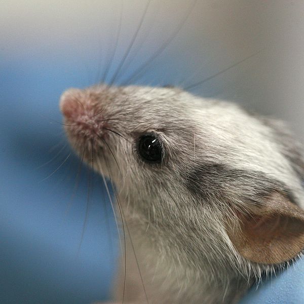 Taste Receptors Found In Mouse Testicles. Tasticles?