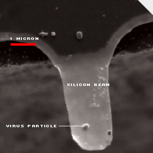 This diving-board-like scale etched from silicon balances a single vaccinia virus particle. The scale is roughly 100 times smaller in width than a human hair.