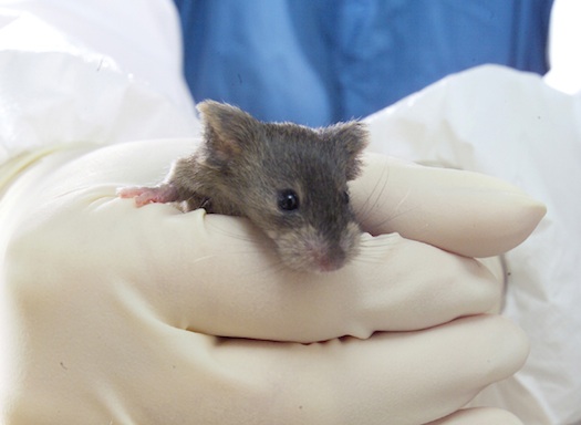 How International Guidelines For Lab Mice May Interfere With Cancer Research