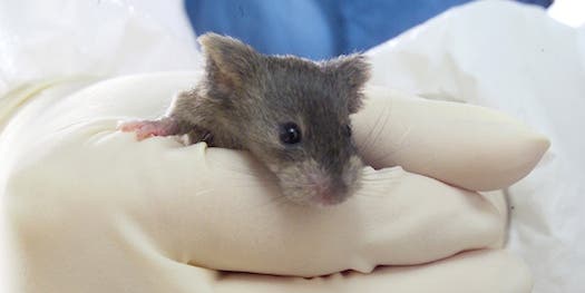 How International Guidelines For Lab Mice May Interfere With Cancer Research