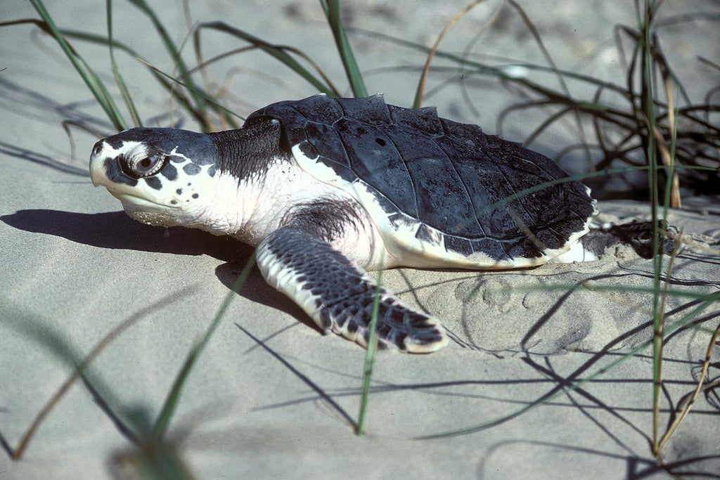 Kemps Ridley Sea Turtle, Texas