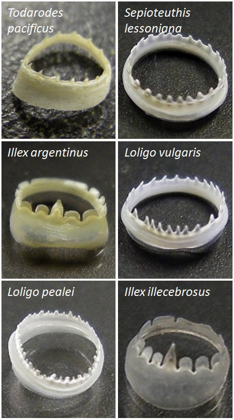 The ring teeth of various species of squid