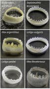 The ring teeth of various species of squid