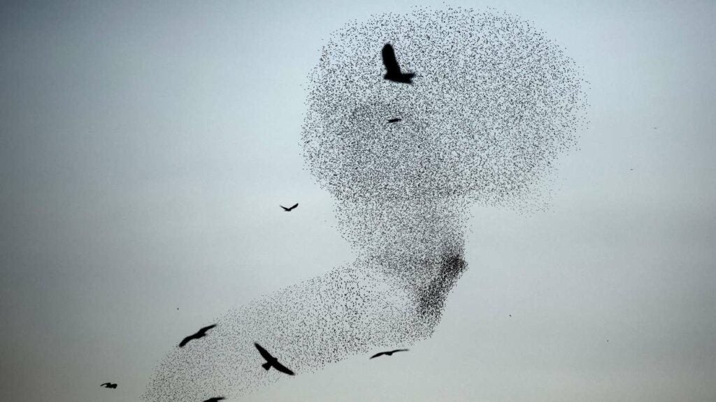 A flock of starlings, known as a murmuration, <a href="http://www.theguardian.com/environment/gallery/2016/jan/05/stunning-starling-murmuration-in-israeli-desert-in-pictures">fly in startling synchrony</a> before landing for the night in Israel on Monday. Scientists remain uncertain as to why starlings engage in these aerial feats, although some theorize that they may be a way of protecting themselves against predators.