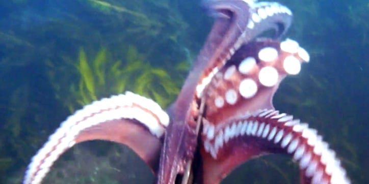Video: Octopus Guerrilla Filmmaker Steals Diver’s Digicam