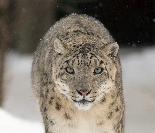 The modern snow leopard is the closest living relative to Panthera blytheae, a recently discovered fossil cat species.