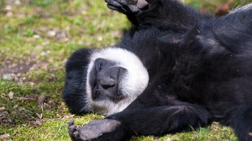 Five reasons to celebrate Colobus Day