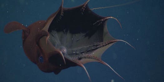 Mythbusting: The Vampire Squid Is Not A Lethal Ocean Predator