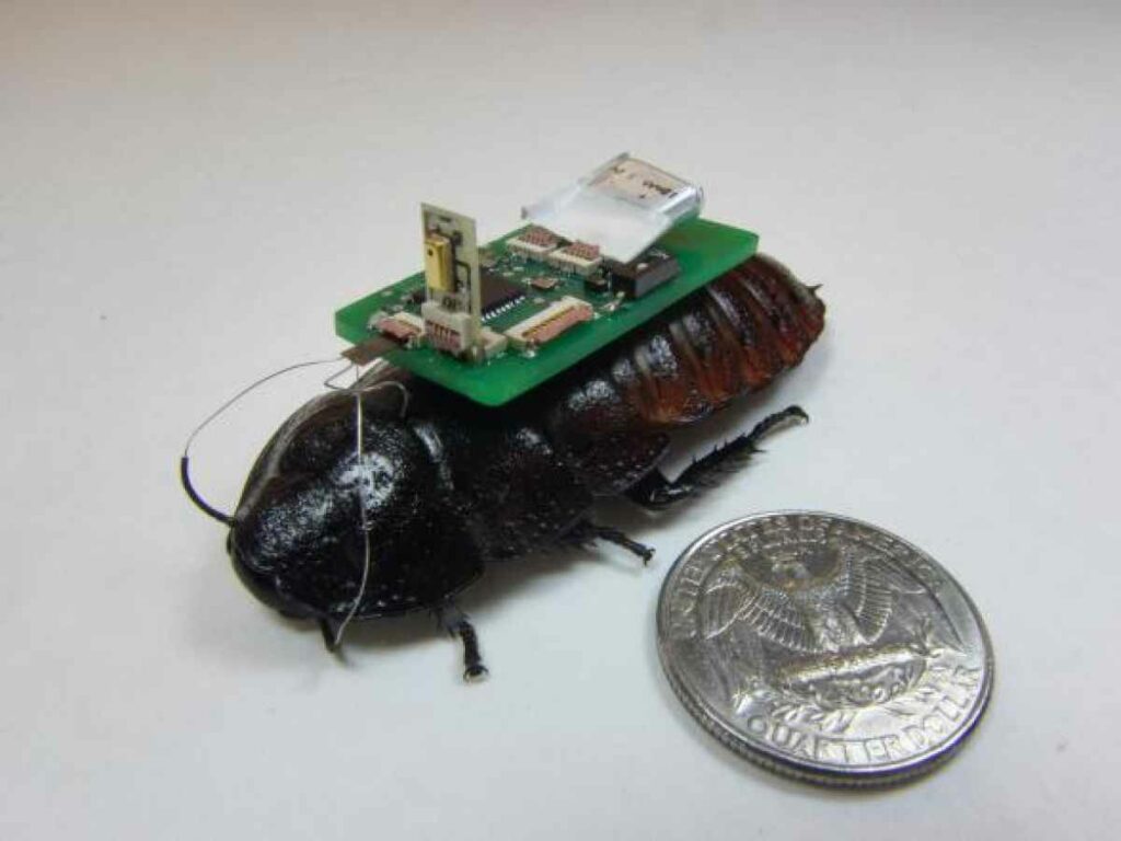 Cockroaches may soon do more for humans than raiding our cupboards and skittering across our floors. Researchers are equipping the bugs with microphones and intend to release swarms of them in disaster zones to locate survivors. Electric fences will make sure they stay on the job. <a href="https://www.popsci.com/backpack-bugs-uranus-revealed-and-other-amazing-images-week/"><em>From November 17, 2014</em></a>