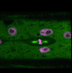 WATCH THE VIDEO! Nematodes, 1 mm-long worms, are simple organisms, so scientists love to study how they work. For this video, the researchers anesthetized a nematode larva and snapped a picture every 20 seconds as its cells divided and the animal grew. The pink parts are histones, proteins around which strands of DNA are wrapped, and the green parts are the protein <a href="http://www.nlm.nih.gov/cgi/mesh/2011/MB_cgi?mode=&amp;term=Tubulin">tubulin</a>.