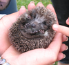 In January, the Centers for Disease Control and Prevention said these cuddly, adorable creatures are harbingers of a <a href="http://www.npr.org/blogs/health/2013/01/31/170776440/salmonella-undermines-hedgehogs-cuteness-overload?utm_source=npr&amp;utm_medium=facebook&amp;utm_campaign=20130131">deadly form of salmonella</a>. Apparently, since January 2012, the CDC has had been 20 reports of infections with a "historically rare" strain of salmonella, which appears linked to hedgehogs. Four people were hospitalized, a man in his 90s died, and almost half the people who fell ill were under 10 years old, according to <a href="http://www.npr.org/blogs/health/2013/01/31/170776440/salmonella-undermines-hedgehogs-cuteness-overload?utm_source=npr&amp;utm_medium=facebook&amp;utm_campaign=20130131">NPR</a>. Hedgehogs who carry the bacteria--one of the most common causes of food-borne illness--don't seem sick, but they apparently transmit the bacteria through their poo. Let's hope the person holding the hedgehog in this image washed her hands afterward, which apparently every hedgehog cuddler should do, the CDC said.