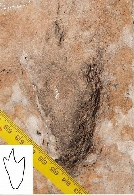 This four-inch long dinosaur track is one of four types of dinosaur footprints recently identified by University of Utah geologists in the Coyote Buttes North area of the Vermilion Cliffs National Monument near the Arizona-Utah border. The tracks were left by a small dinosaur—perhaps only three feet tall—some 190 million years ago.