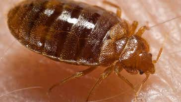 A Sweet (Smelling) Bed Bug Control Option