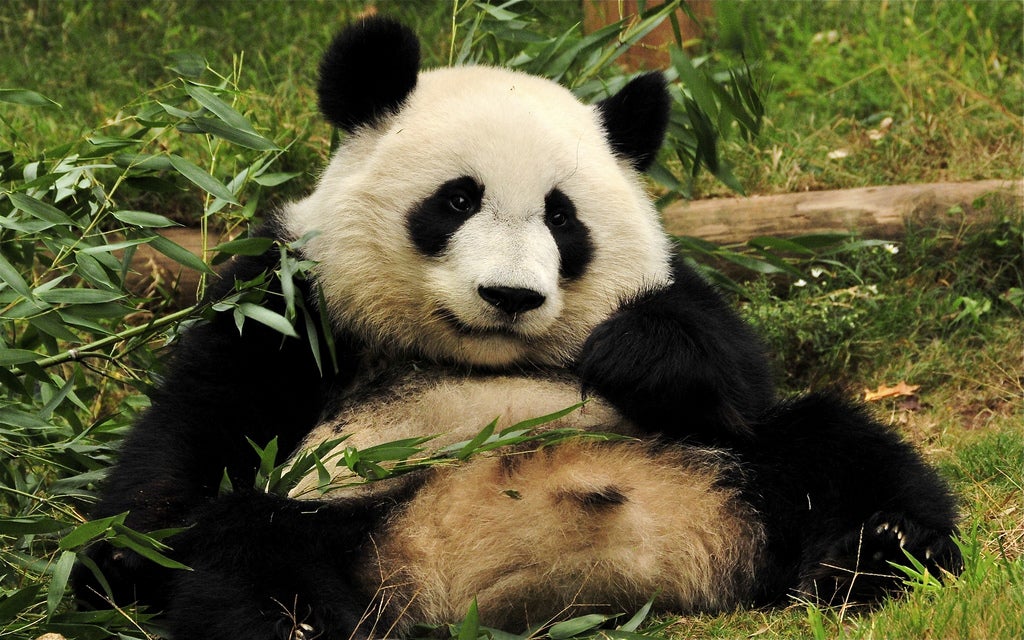 Pandas, which are basically giant poop machines, may inadvertently help  save other species
