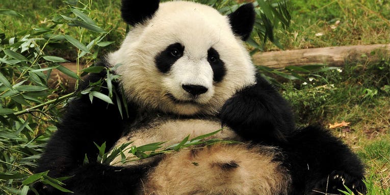Pandas, which are basically giant poop machines, may inadvertently help save other species