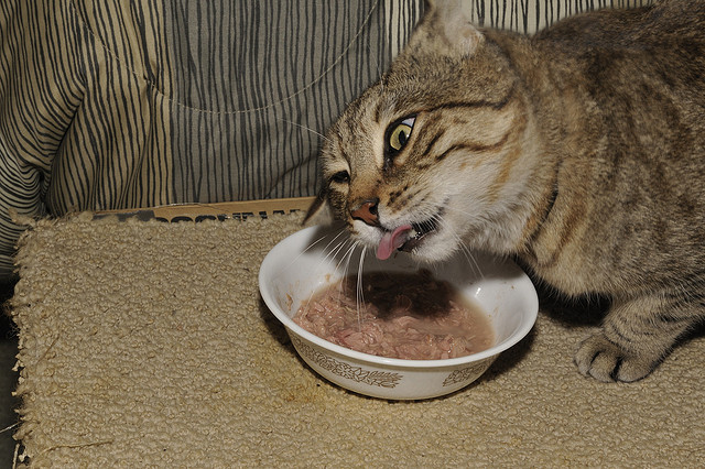 Science Reveals Why Your Cat Is Such A Picky Eater
