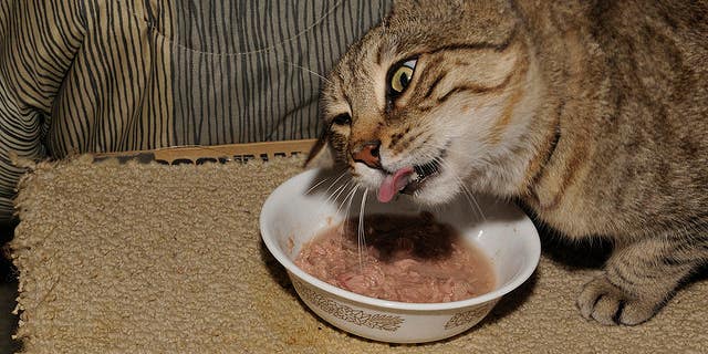 Science Reveals Why Your Cat Is Such A Picky Eater