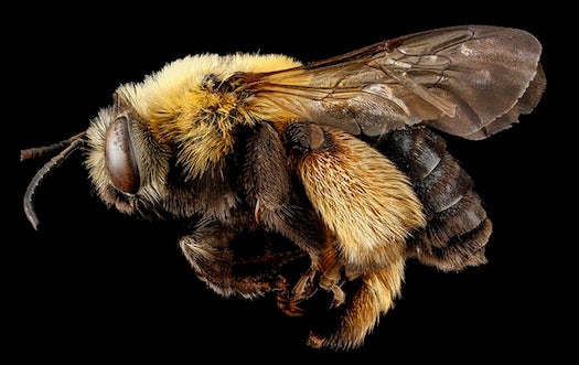 This fuzzy buzzer, collected in Anne Andrel County, Maryland, likes dry, sandy areas.