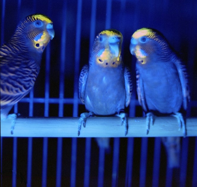 Did you know that parrots are one of the few animals with flourescent feathers? Well, you can't see it with the naked eye, but they know it's there. These budgerigar parrots, illuminated here with UV light (like that sweet blacklight you would use at college parties), use their appealing plumage as a sexual signal; according to a recent study, females may prefer males with brighter plumage.