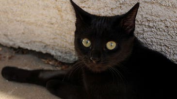Furry Racism At The Pound: Why Is It Harder For Black Cats To Find Homes?