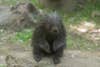 Baby Porcupine on Exhibit at Bronx Zoo