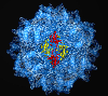 To protect itself, a virus like the one shown here uses a protein shell to seal off its genetic payload