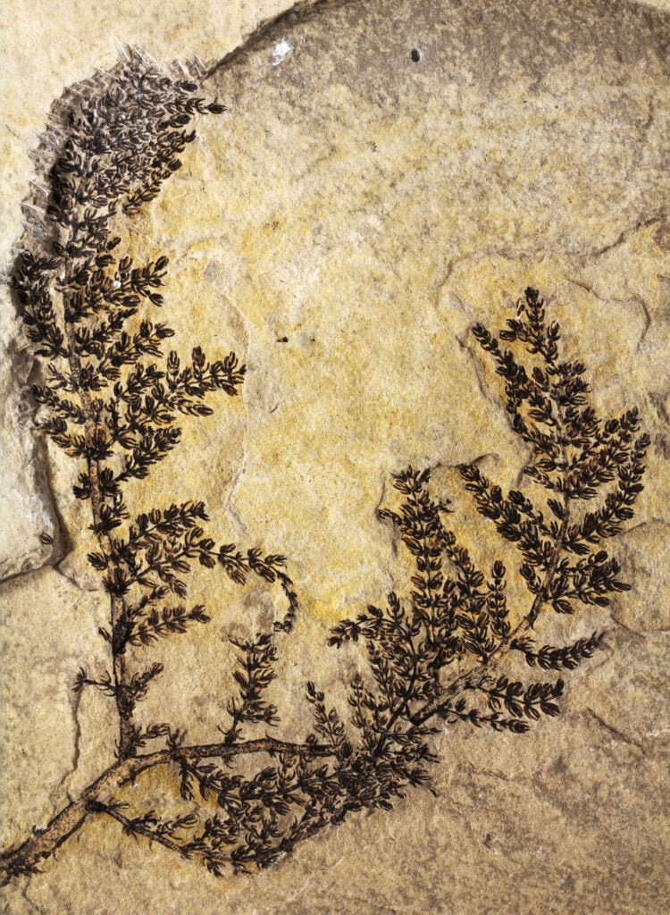 The <em>Montsechia vidalii</em>, found by researchers from Indiana University Bloomington, is one of the earliest recorded flowering plants, dated to about 130 million years old. The flower was found in Spain, where its fossils have been found previously for more than 100 years. However, after reviewing more than 1000 samples and a full-sized fossil, scientists were able to confirm the new species.