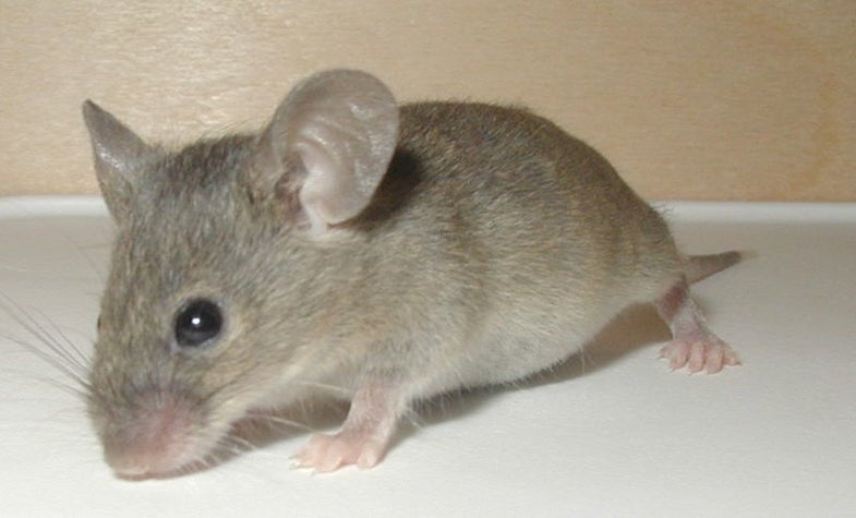 Switching a Gene in Adult Mice Easily Transforms Females Into Males